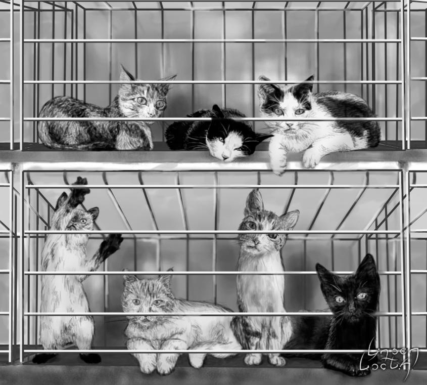 Factory farm cats