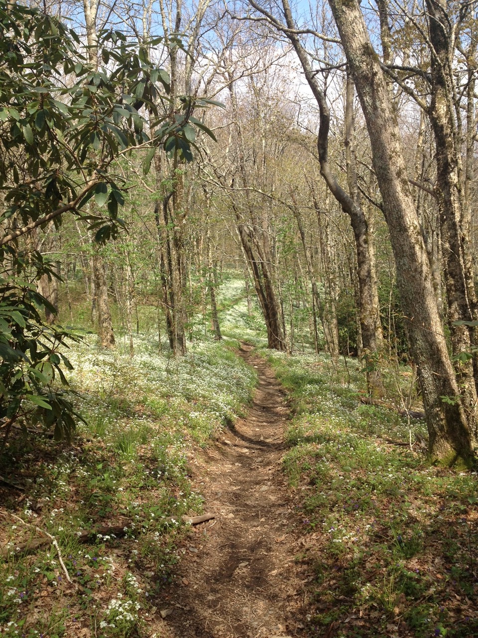 Wildflowers in the Smoky Mountains
