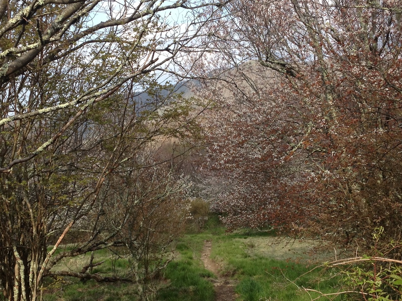 Serviceberry trees blossoming