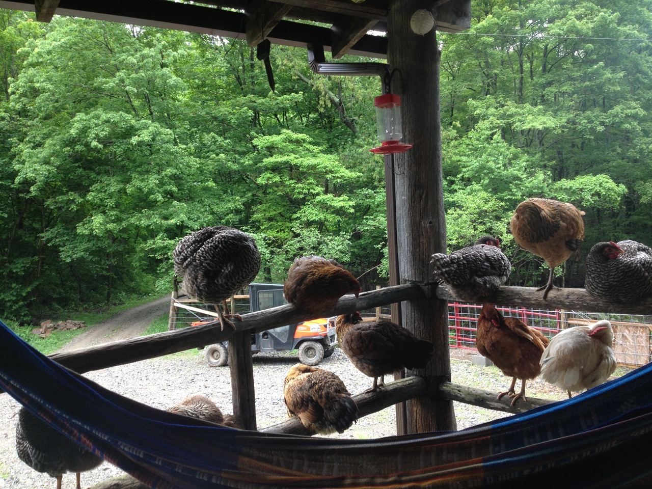 Chickens at Wood's Hole