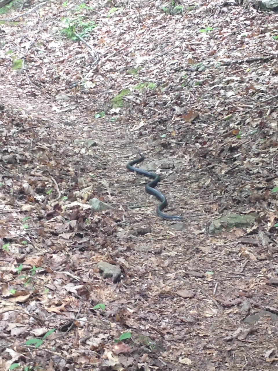 Snakes on the trail
