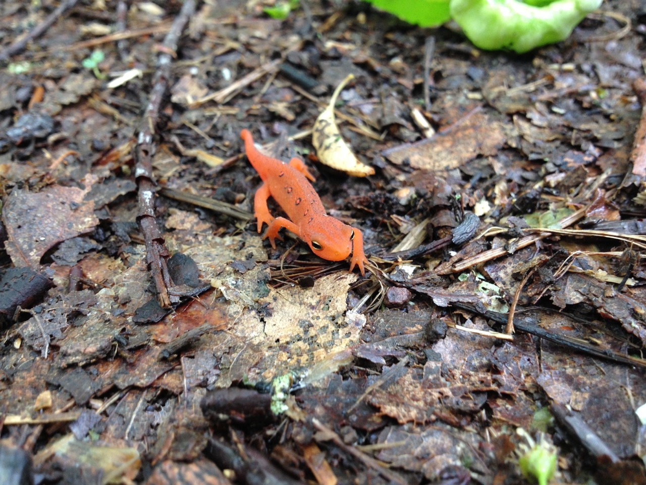 Cute little critters